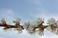 Spring border or background art with pink blossom. Beautiful nature scene with blooming tree and sun flare Royalty Free Stock Photo