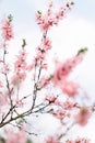 Spring border or background art with pink blossom. Beautiful nature scene with blooming tree and sun flare. Easter Sunny day. Royalty Free Stock Photo