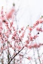 Spring border or background art with pink blossom. Beautiful nature scene with blooming tree and sun flare. Easter Sunny day. Royalty Free Stock Photo