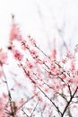 Spring border or background art with pink blossom. Beautiful nature scene with blooming tree and sun flare. Easter Sunny day. Royalty Free Stock Photo