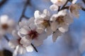 Spring border or background art with pink blossom. Beautiful nature scene with blooming tree and sun flare. Easter Sunny Royalty Free Stock Photo