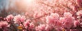 Spring border or background art with pink blossom. Beautiful nature scene with blooming tree and sun flare Royalty Free Stock Photo