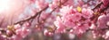 Spring border or background art with pink blossom. Beautiful nature scene with blooming tree and sun flare Royalty Free Stock Photo