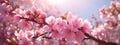 Spring border or background art with pink blossom. Beautiful nature scene with blooming tree and sun flare Royalty Free Stock Photo