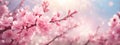 Spring border or background art with pink blossom. Beautiful nature scene with blooming tree and sun flare Royalty Free Stock Photo