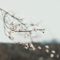 Spring border background with pastel blossom. Beautiful nature scene with blooming flower. Beautiful blurred soft orchard abstract Royalty Free Stock Photo