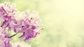 Spring border background with rhododendron flowers, colorised image with sun flare