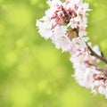 Spring border background with white blossom, colorised image with sun flare