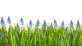 Spring border with blue muscari flowers and green grass isolated on white background Royalty Free Stock Photo