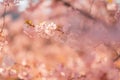 Spring border closeup art with pink blossom. Beautiful nature blooming tree and sun flare. Sunny day, wonderful springtime Royalty Free Stock Photo