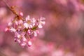 Spring border closeup art with pink blossom. Beautiful nature blooming tree and sun flare. Sunny day, wonderful springtime Royalty Free Stock Photo