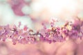 Spring border closeup art with pink blossom. Beautiful nature blooming tree and sun flare. Sunny day, wonderful springtime Royalty Free Stock Photo