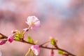 Spring border closeup art with pink blossom. Beautiful nature blooming tree and sun flare. Sunny day, wonderful springtime Royalty Free Stock Photo