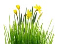 Spring border with fresh green grass and yellow narcissus flowers Royalty Free Stock Photo