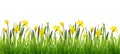 Spring border with fresh green grass and yellow narcissus flowers Royalty Free Stock Photo