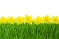 Spring border / Yellow Daffodils and green grass isolated on white background Royalty Free Stock Photo