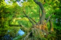 Spring of the Bosna River Royalty Free Stock Photo