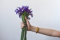 Spring bouquet of beautiful violet freshly cut flowers irises in a female hand with manicure on a white background.