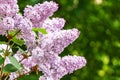 Bouquet of blooming purple lilacs Royalty Free Stock Photo