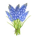 Spring bouquet of blue muscari. Spring flowers.