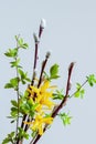 Spring Bouquet of bright yellow flowers forsythia and pussy willow branches. Natural spring background Royalty Free Stock Photo