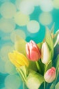 Spring bouquet, bunch of yellow, pink, red tulip flowers Royalty Free Stock Photo