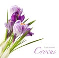 Spring bouquet of crocus