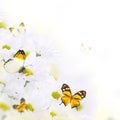 Spring bouquet of daisies