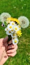 Spring bouquet with dandelions and daisy