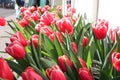 Spring bouquet. decorative bush of colorful red, pink and white Dutch tulips