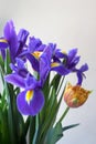 Spring bouquet detail with irises and tulip Royalty Free Stock Photo