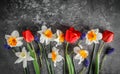 Spring bouquet flower daffodils and tulips. Royalty Free Stock Photo