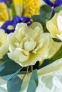 Spring bouquet of flowers. Irises, tulips, mimosa and eucalyptus. Yellow and blue flower. Bud close-up. Floral Royalty Free Stock Photo