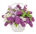 Spring bouquet. Lily of the valley and lilac in a basket isolate