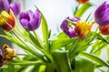 Spring bouquet of multicolored tulips in glass jar on windowsill against light, selective focus Royalty Free Stock Photo