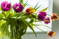 Spring bouquet of multicolored tulips in glass jar on windowsill against light, selective focus Royalty Free Stock Photo