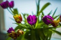 Spring bouquet of multicolored tulips in glass jar on windowsill against light, selective focus Royalty Free Stock Photo