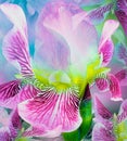 Spring bouquet of  pink irises flowers on  blue background. Close-up.Greeting card. Royalty Free Stock Photo