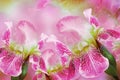 Spring bouquet of  pink irises flowers on a  white-blue background. Close-up.Greeting card. Royalty Free Stock Photo