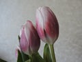 Spring bouquet of pink tulips with water drops