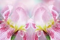Spring bouquet of pink-yellow irises flowers on a  white-pink background. Close-up.Greeting card. Nature Royalty Free Stock Photo