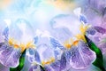 Spring bouquet of purple irises flowers on a sunny white-blue background. Close-up.Greeting card. Royalty Free Stock Photo