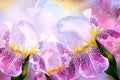 Spring bouquet of purple irises flowers on a sunny white-purple background. Close-up.Greeting card. Royalty Free Stock Photo