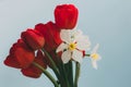 bouquet of red tulips and white daffodils on a blue background Royalty Free Stock Photo