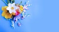 Spring bouquet of tulips and daffodils on a blue background. Royalty Free Stock Photo