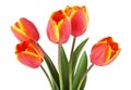 Spring bouquet. Tulips on a white background Royalty Free Stock Photo