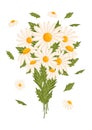 Spring bouquet of white chamomile or daisy flowers. Botanical vector illustration isolated on white background for Royalty Free Stock Photo