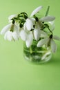 Spring bouquet of white snowdrops in vass. Green background. Isoalted spring flowers with copy space