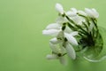 Spring bouquet of white snowdrops in vass. Green background. Isoalted spring flowers with copy space