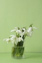 Spring bouquet of white snowdrops in vass. Green background. Isoalted spring flowers with copy space